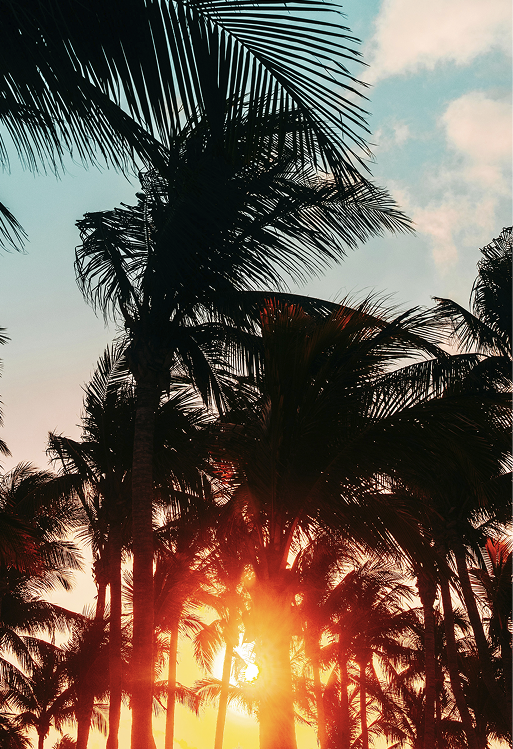 Palmier Coucher de soleil